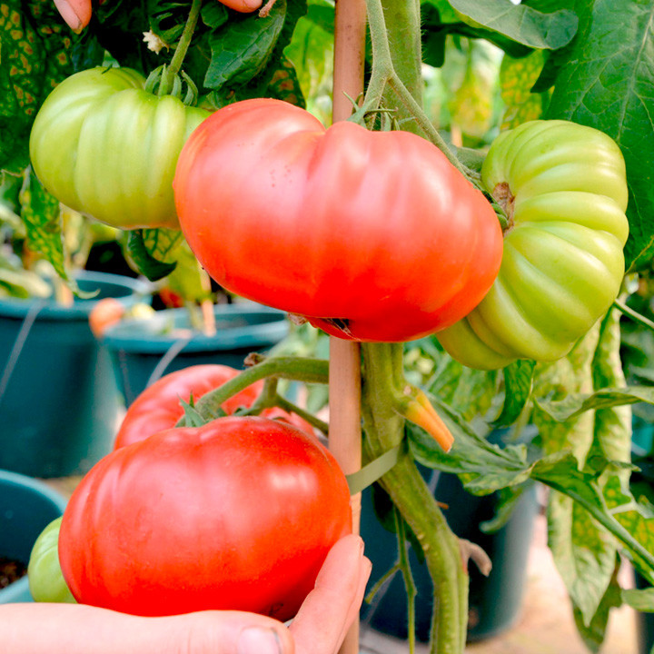 Beefsteak Tomato Plant
 Tomato Grafted Crimson Beefsteak 1 P10 Tomato Plants