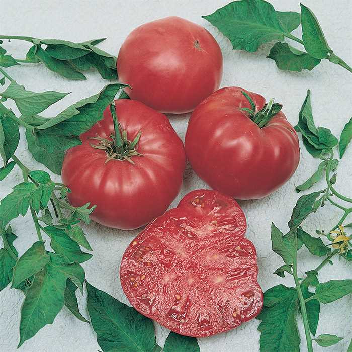 Beefsteak Tomato Plant
 Watermelon Beefsteak Tomato