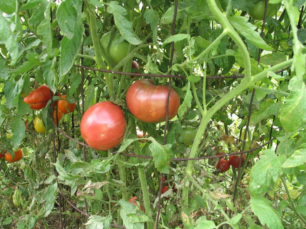 Beefsteak Tomato Plant
 40 Ponderosa Pink Beefsteak Tomato Seeds Pinkish