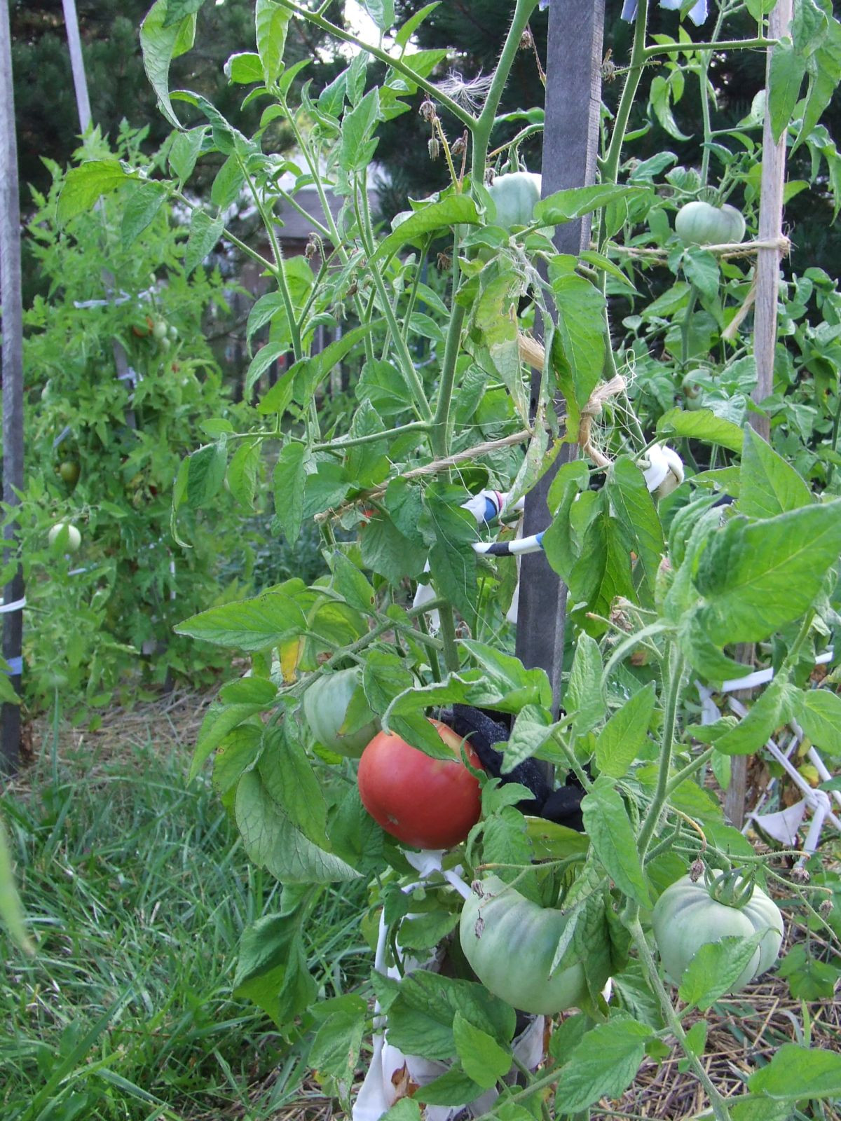 Beefsteak Tomato Plant
 Bunty s Balcony 5 Great Heirloom Tomatoes for Containers