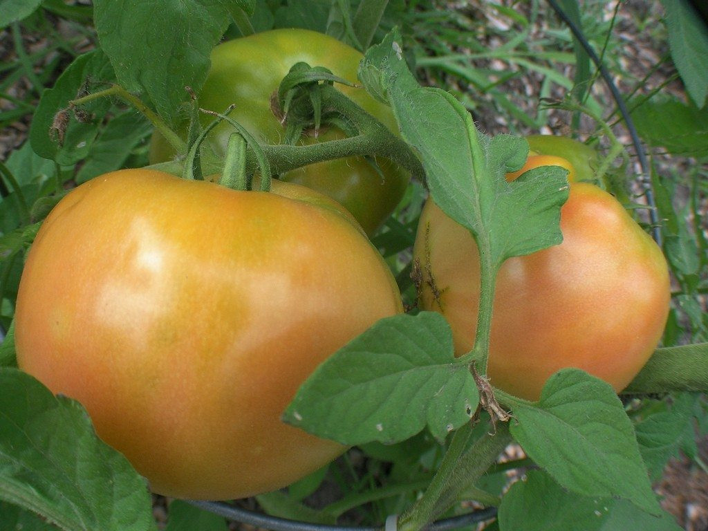 Beefsteak Tomato Plant
 Planting Beefsteak Tomatoes How To Grow Beefsteak Tomatoes