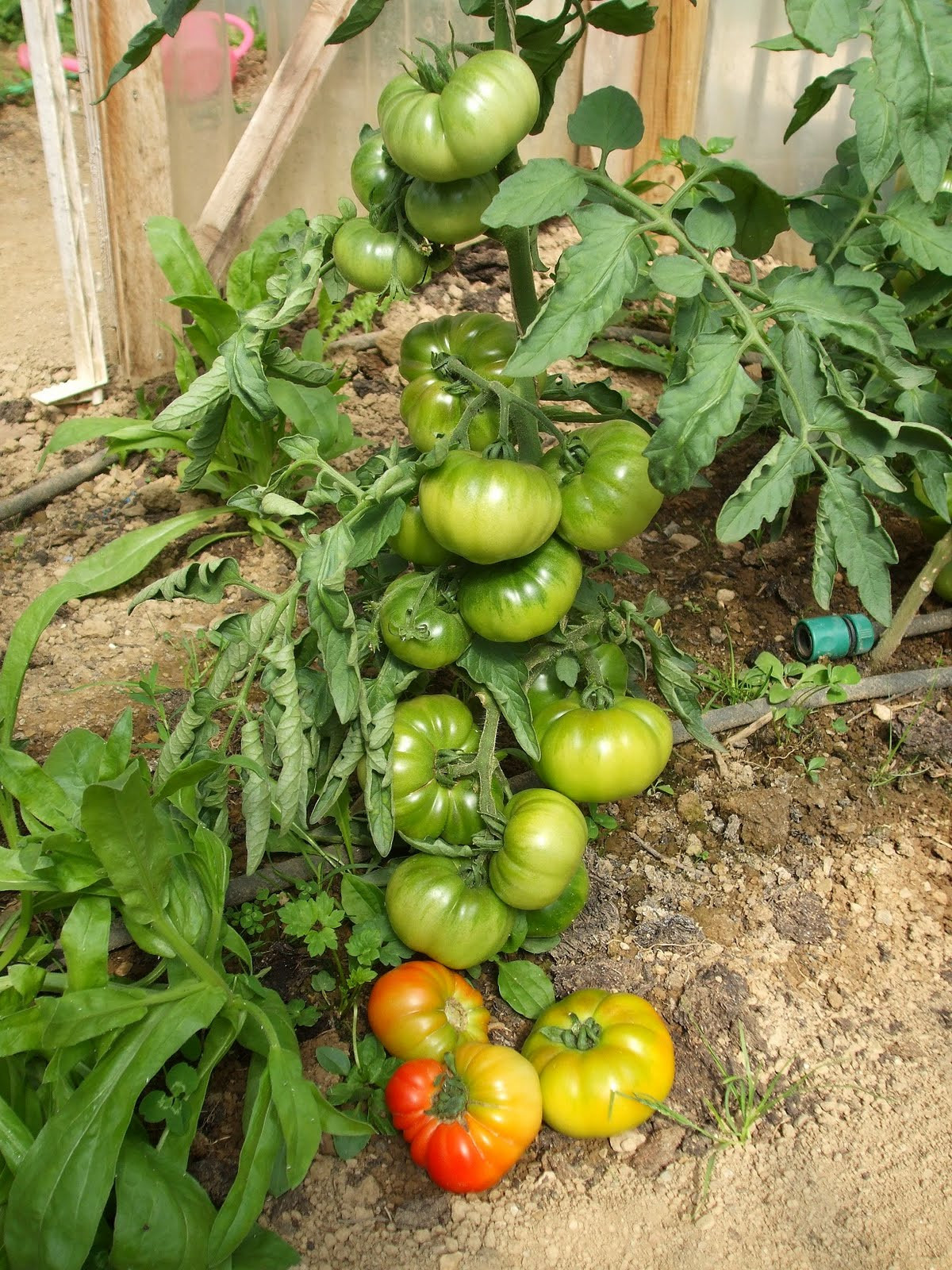 Beefsteak Tomato Plant
 Mr Tomato King First Tomatoes for 2011