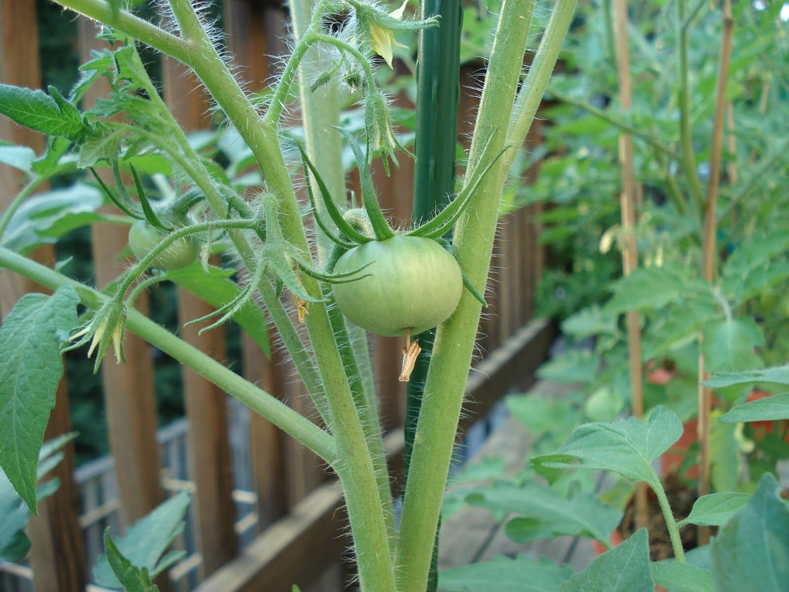 Beefsteak Tomato Plant
 Bumble Lush Garden Tomato Plant Progress