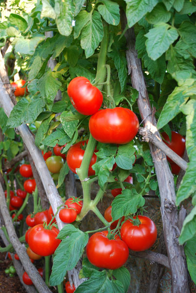 Beefsteak Tomato Plant
 Tomato Varieties Types of Tomatoes Heirloom Tomatoes