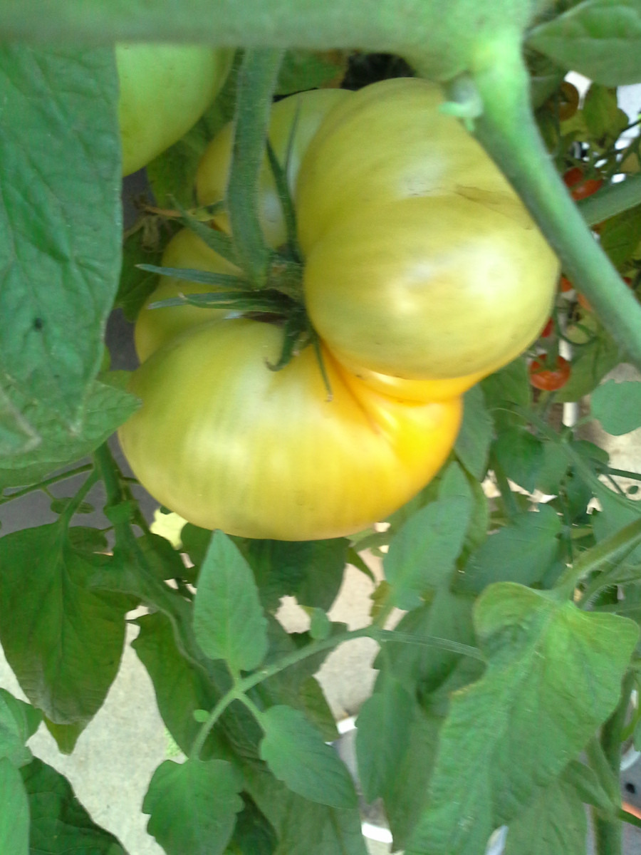 Beefsteak Tomato Plant
 It’s NOT a Beefsteak Tomato Plant