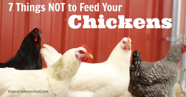 Can Chickens Eat Cabbage
 What NOT to Feed Chickens 7 Things to Avoid