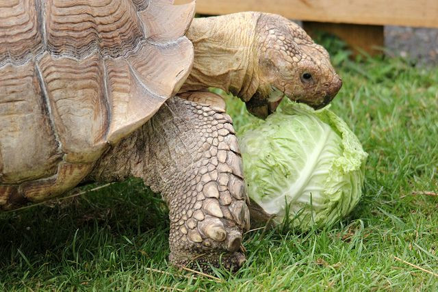 Can Chickens Eat Cabbage
 Can Turtles Eat Cabbage Furry Tips
