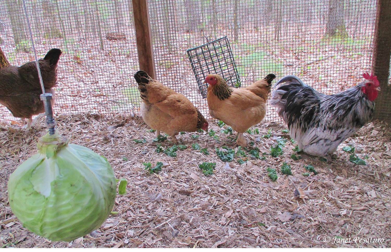 Can Chickens Eat Cabbage
 Creating a Chicken Habitat with Tips from Jungle Fowl