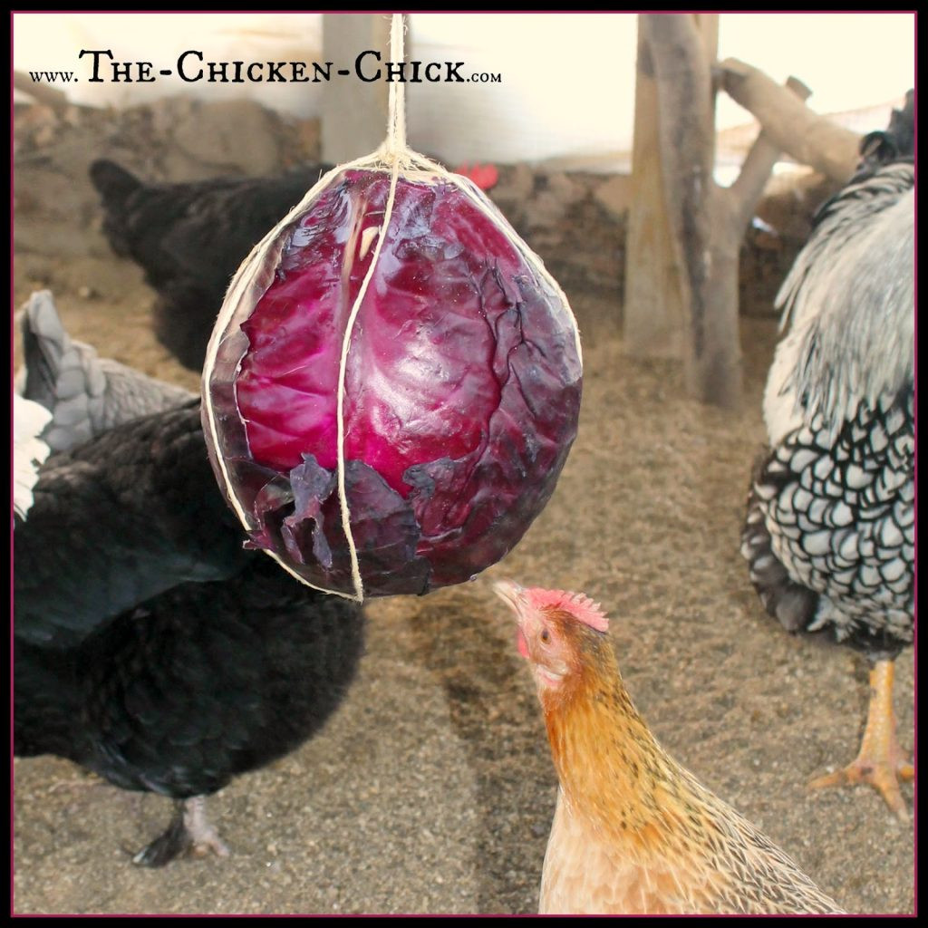 Can Chickens Eat Cabbage
 20 Winter Boredom Busters for Backyard Chickens