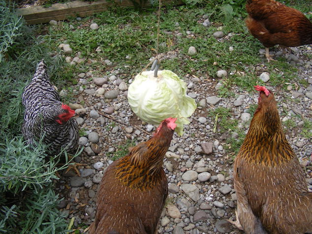 Can Chickens Eat Cabbage
 Why You’re Feeding Your Chickens To Death And How To Stop It