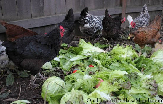 Can Chickens Eat Cabbage
 Food Waste In America What to Do with Iceberg Lettuce