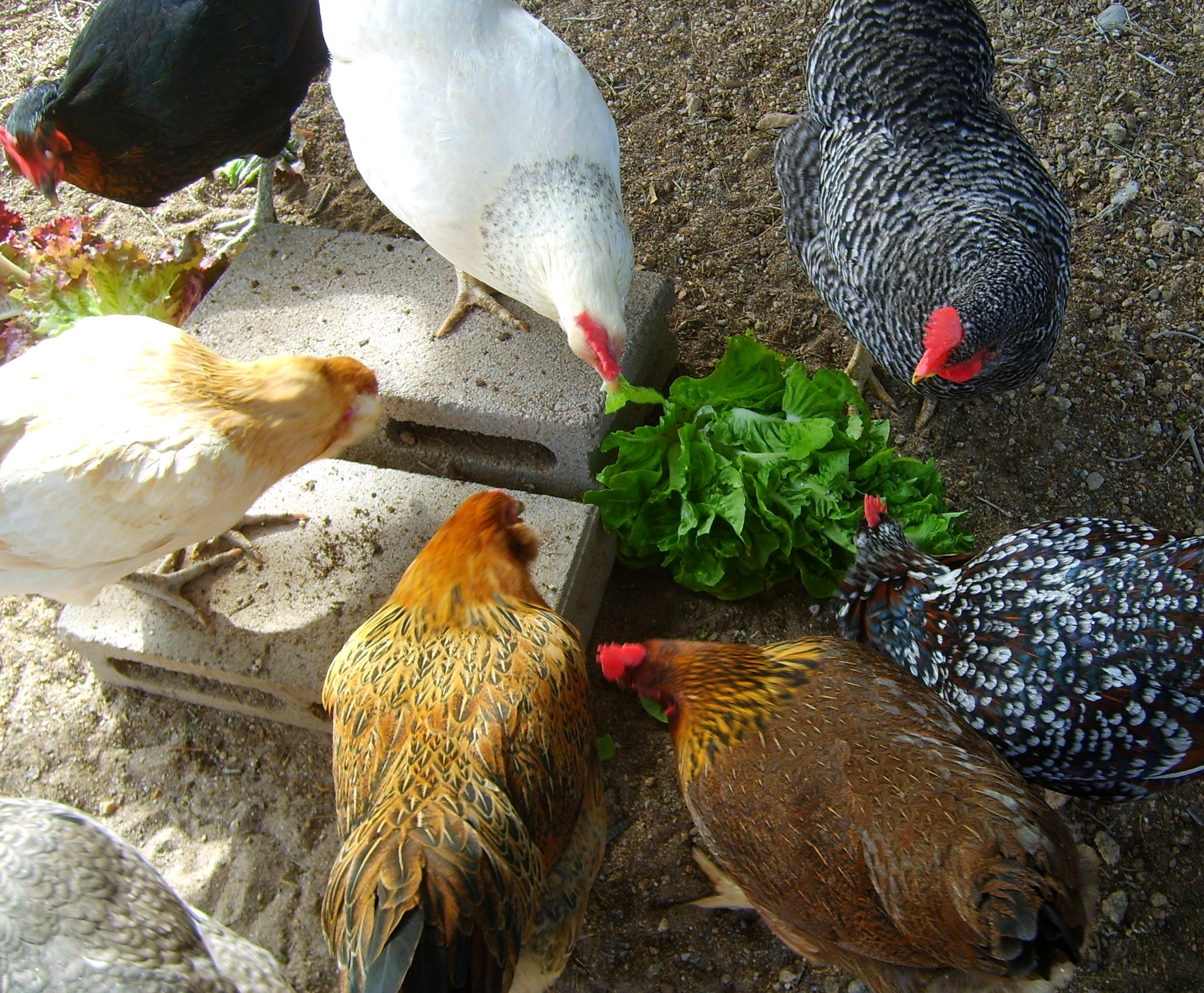 Can Chickens Eat Cabbage
 Fresh greens mean healthier eggs My Pet Chicken Blog