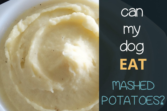 Can Dogs Eat Mashed Potatoes
 Can Dogs Eat Mashed Potatoes – Pooching Around All about