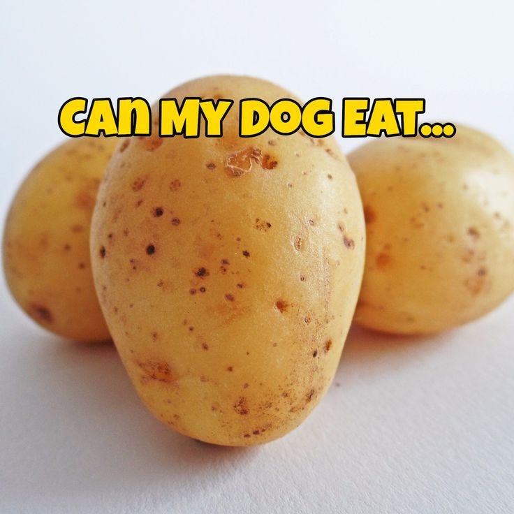 Can Dogs Eat Mashed Potatoes
 13 best Yeessss parenting articles images by PDX Parent on
