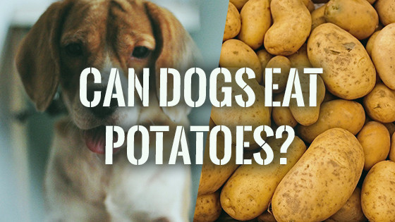 Can Dogs Eat Mashed Potatoes
 Can Dogs Eat Potatoes