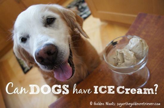 Can Dogs Have Applesauce
 30 best images about Can DOGs Eat on Pinterest