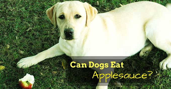 Can Dogs Have Applesauce
 When to Worry About Black Spot Dogs’ Skin NolongerWild