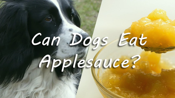 Can Dogs Have Applesauce
 Can Dogs Eat Applesauce