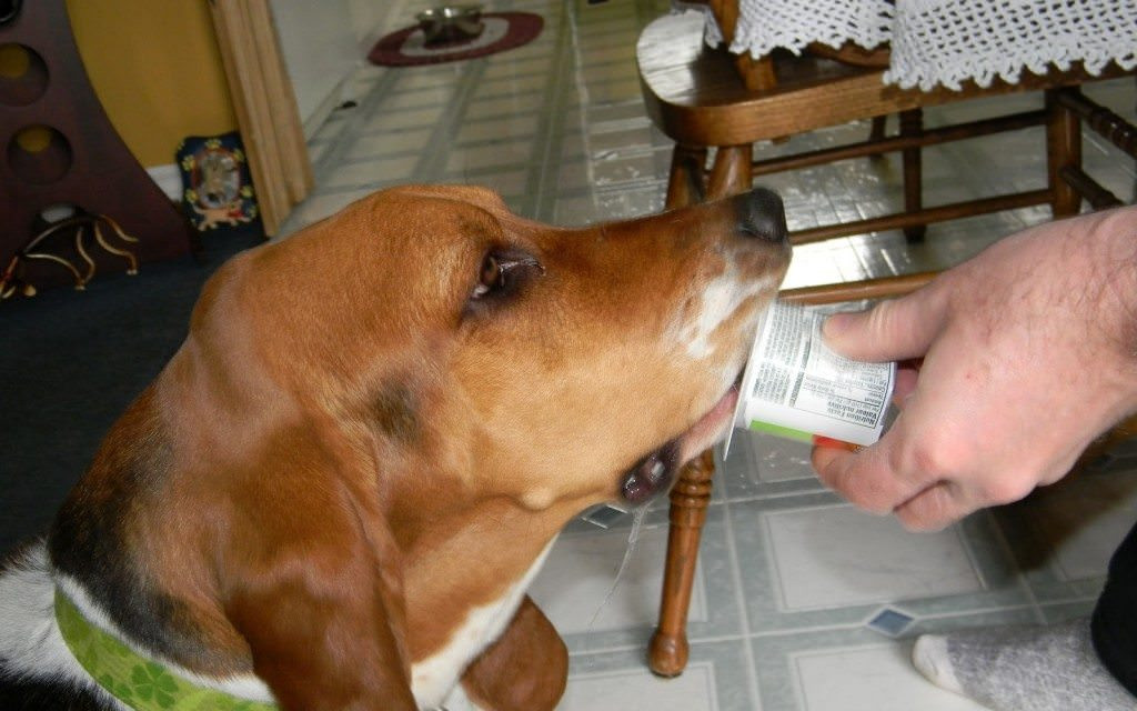 Can Dogs Have Applesauce
 Can Dogs Eat Applesauce