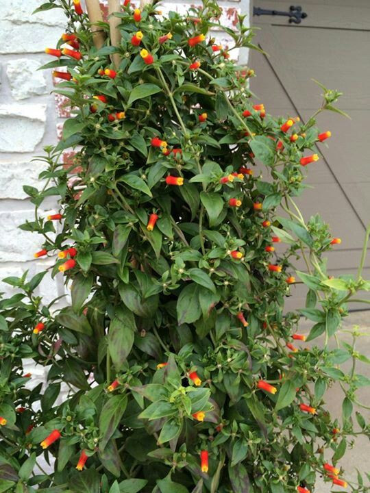 Candy Corn Vine
 Candy Corn vine Flowers that I CAN grow