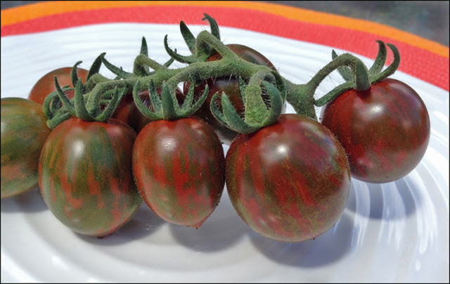 Chocolate Sprinkles Tomato
 Garden to Kitchen w Garry Carter