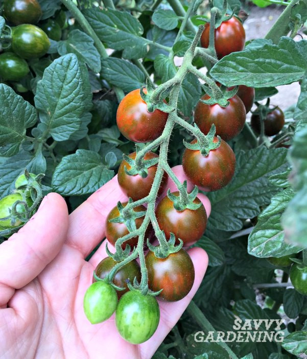 Chocolate Sprinkles Tomato
 Three ve ables to grow this year
