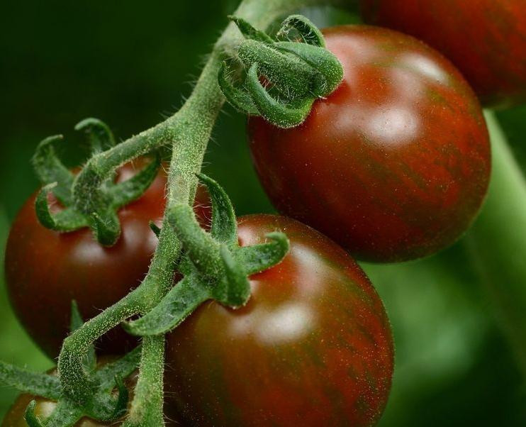 Chocolate Sprinkles Tomato
 Take a bite out of these 2016 tomato introductions