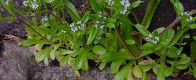 Corn Salad Plant
 Corn Salad Mache Lamb s Lettuce Valerianella locusta