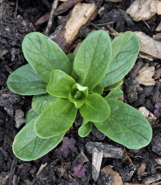 Corn Salad Plant
 Corn salad is hardy and easy to grow