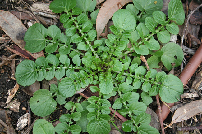 Corn Salad Plant
 Cool season salad plants corn salad and landcress Penny