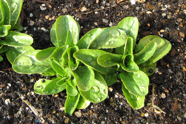 Corn Salad Plant
 Winter Ve ables Abundant Mini Gardens