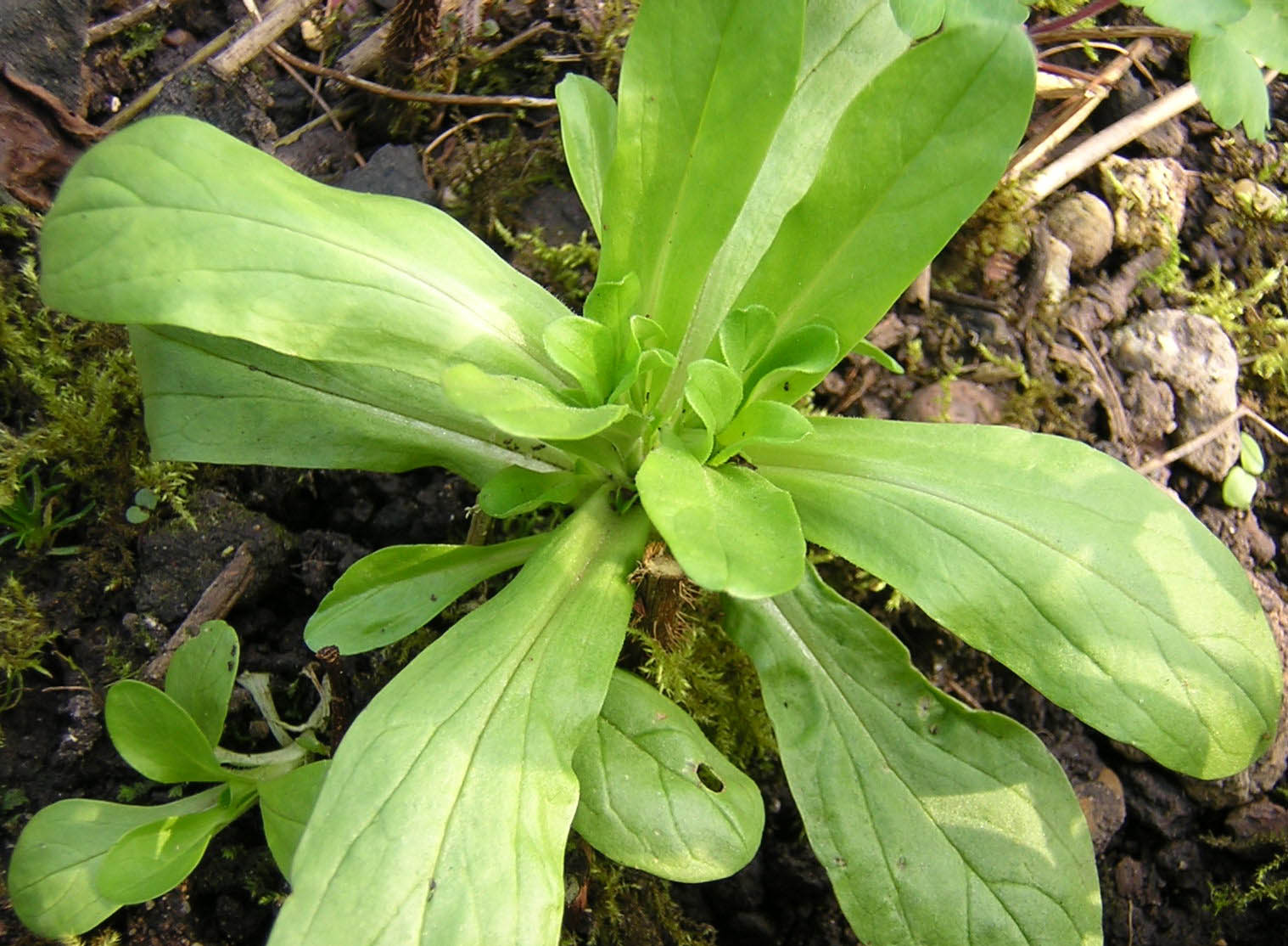 Corn Salad Plant
 Valerianella locusta