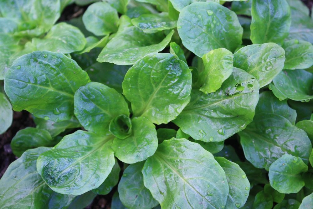 Corn Salad Plant
 CORN SALAD LAMBS LETTUCE MACHE 1300 FINEST SEEDS