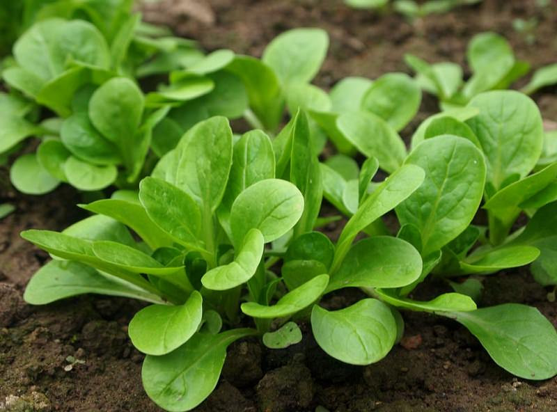 Corn Salad Plant
 Growing Mache How to Grow Corn Salad