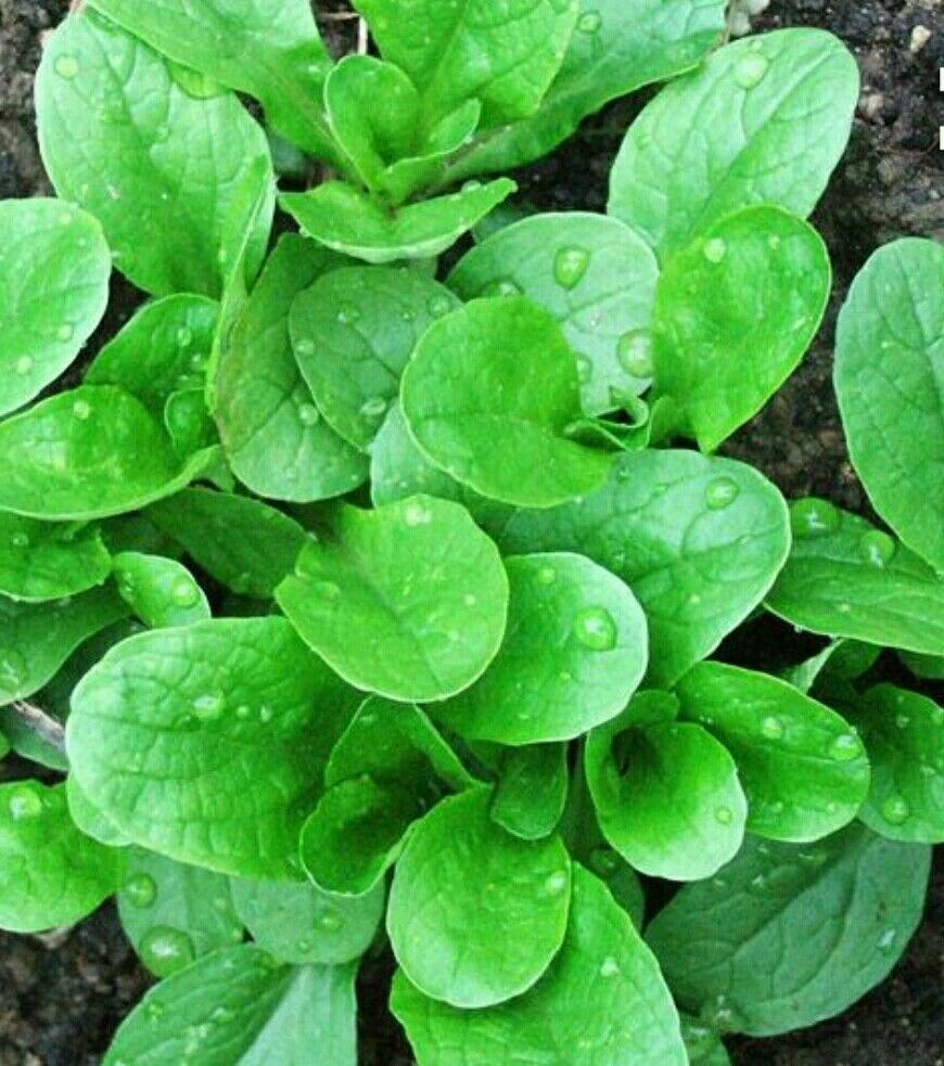 Corn Salad Plant
 CORN SALAD MACHE LAMB S LETTUCE 500 SEEDS