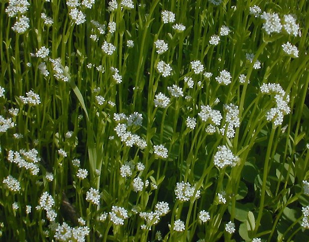 Corn Salad Plant
 Beaked Corn Salad Valerianella radiata