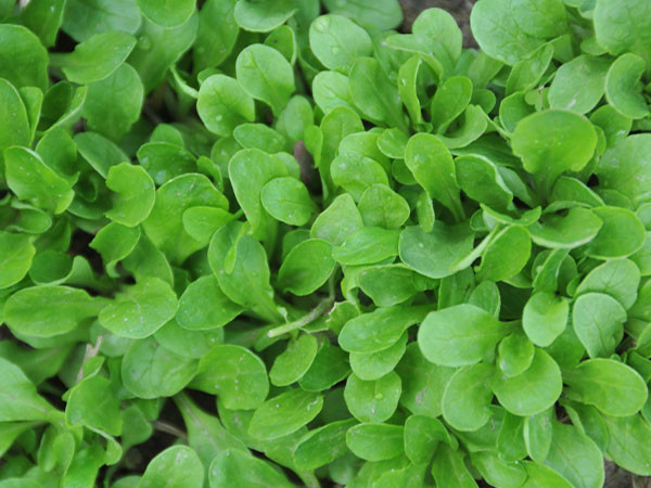 Corn Salad Plant
 Verte a Coeur Plein mache