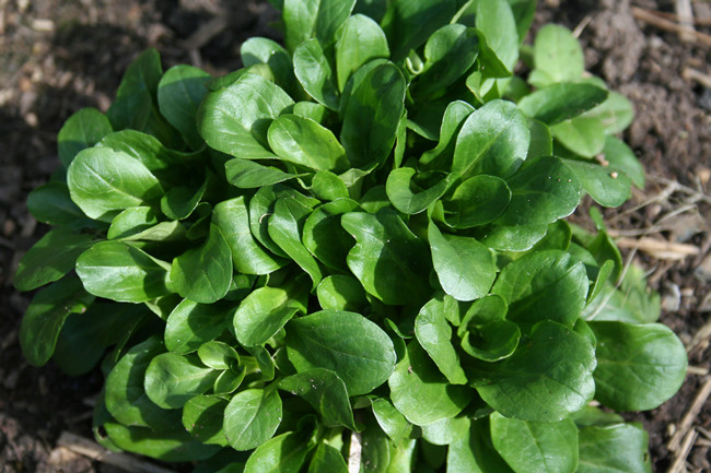 Corn Salad Plant
 salad Penny Woodward