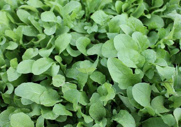 Corn Salad Plant
 Rocket & Corn Salad POD easy edible gardening