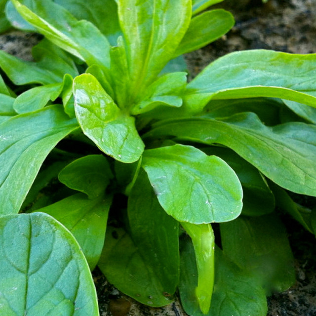 Corn Salad Plant
 Verte De Cambrai Corn Salad Rocket Gardens