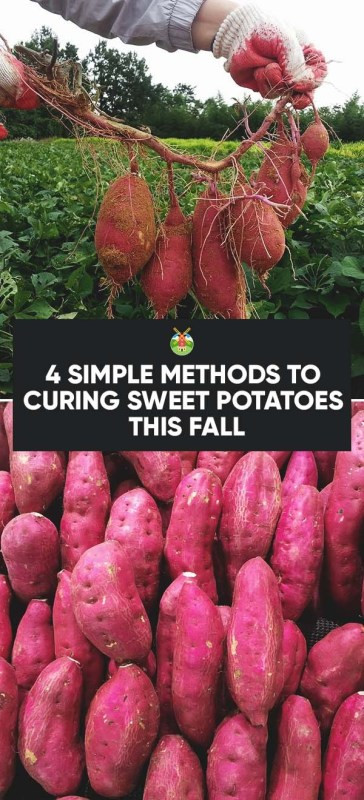 Cure Sweet Potato
 4 Simple Methods to Curing Sweet Potatoes this Fall