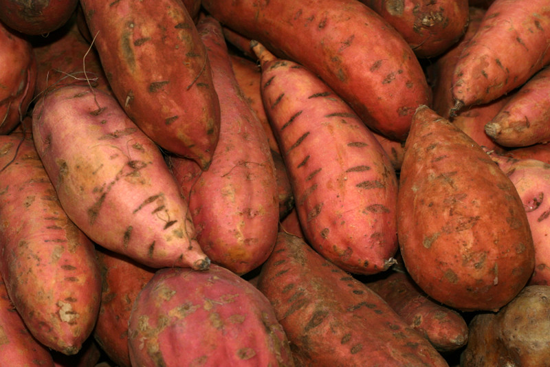 Cure Sweet Potato
 Growing Sweet Potatoes Bonnie Plants