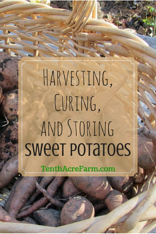 Cure Sweet Potato
 Harvesting Curing and Storing Sweet Potatoes