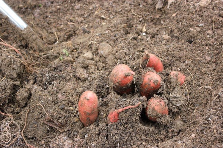 Cure Sweet Potato
 How to Grow Harvest Cure and Store Sweet Potatoes