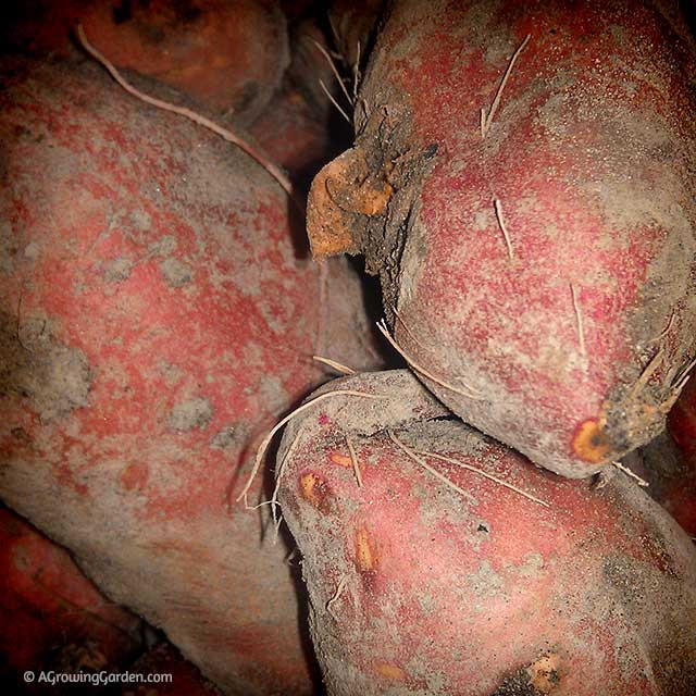 Cure Sweet Potato
 Digging Curing & Storing Sweet Potatoes