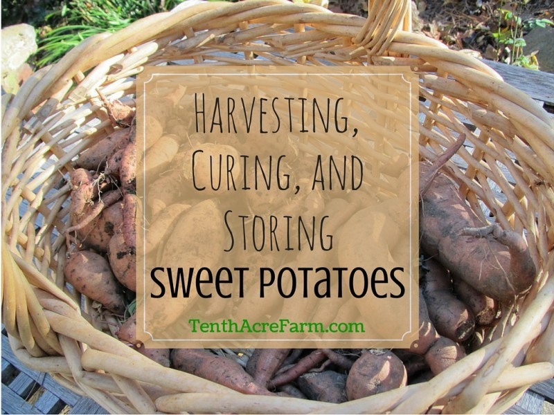 Cure Sweet Potato
 Harvesting Curing and Storing Sweet Potatoes