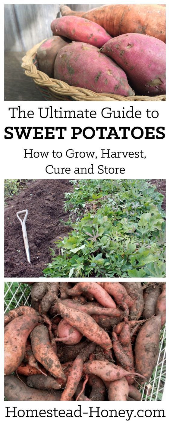 Cure Sweet Potato
 How to Grow Harvest Cure and Store Sweet Potatoes