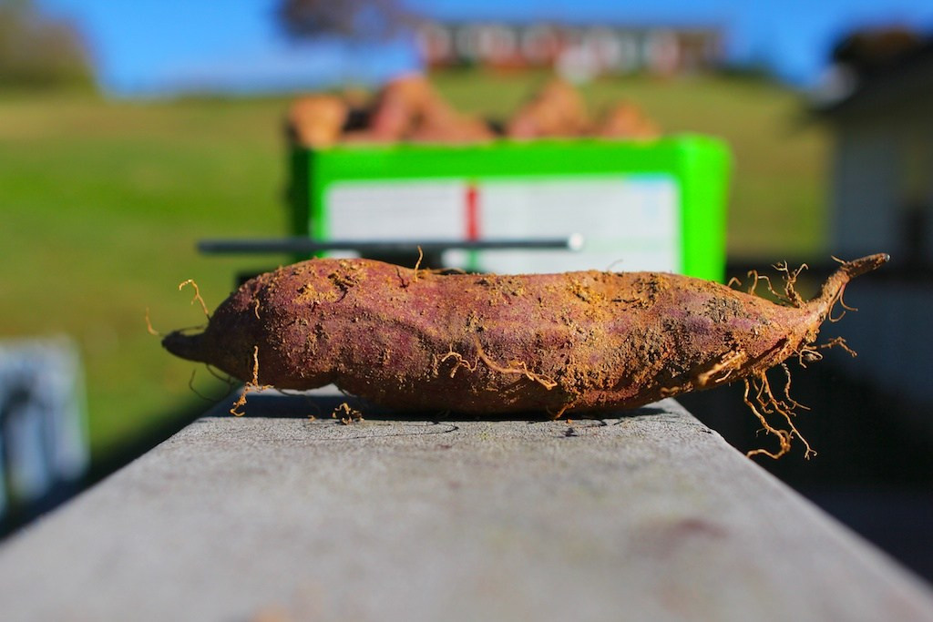 Cure Sweet Potato
 Curing Sweet Potatoes in a Tent Blue Yellow