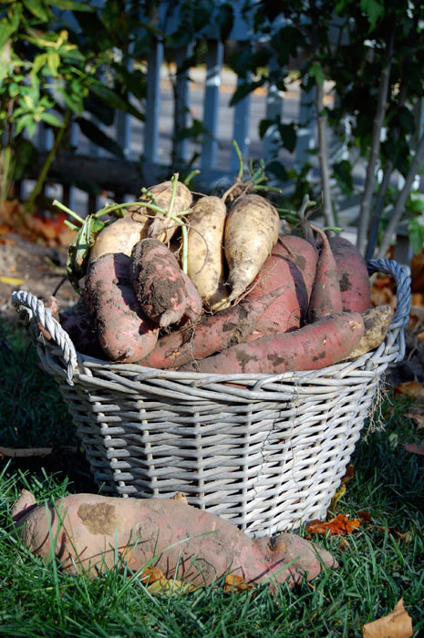 Cure Sweet Potato
 Sweet Potato Harvest