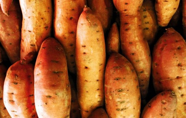 Cure Sweet Potato
 4 Simple Methods to Curing Sweet Potatoes this Fall